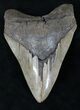 Razor Sharp Megalodon Tooth - Georgia #21863-1